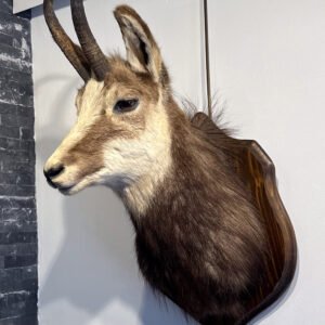 Tête de chamois naturalisée