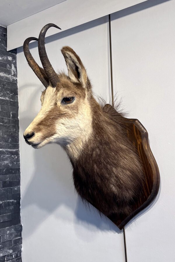 Tête de chamois naturalisée